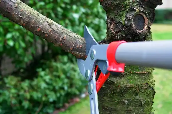 tree services Monongah